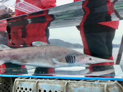 Goblin shark with X-Tag